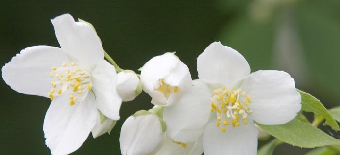 茉莉花语在送礼时代表什么？