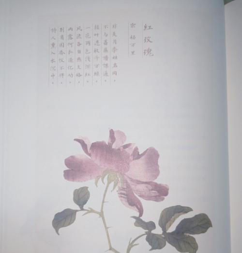 如何用词语形容花语？花语通常有哪些形容词？