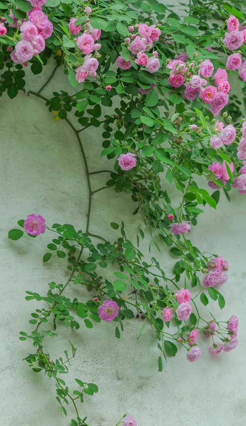 如何用词语形容花语？花语通常有哪些形容词？