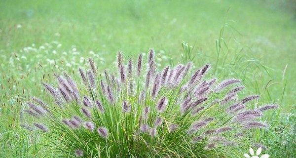 孩子口中的花语是什么？它代表了什么？