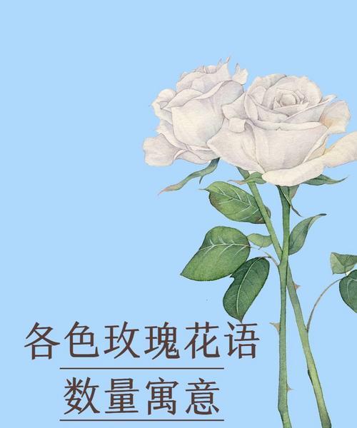 玫瑰花配色的花语和寓意有哪些？不同颜色玫瑰代表什么？