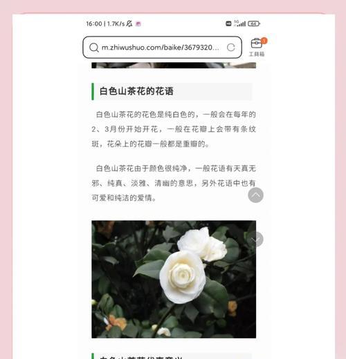 淡雅精致的花语通常表达什么情感？