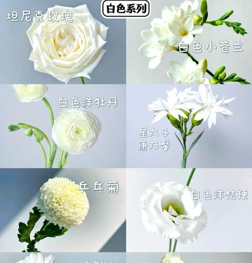 洋桔梗有哪些花语含义？