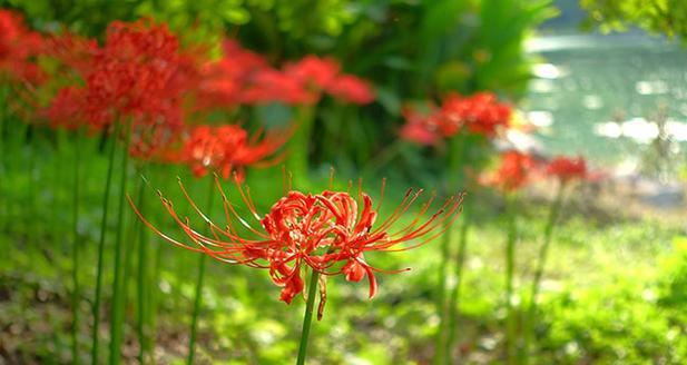福莲是什么寓意和花语？它在传统中象征着什么？