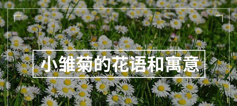 福莲是什么寓意和花语？它在传统中象征着什么？