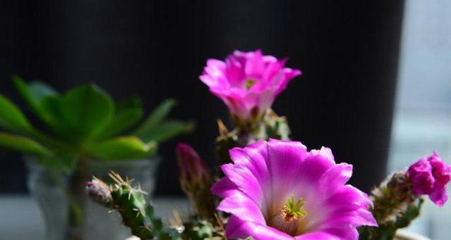 福莲是什么寓意和花语？它在传统中象征着什么？
