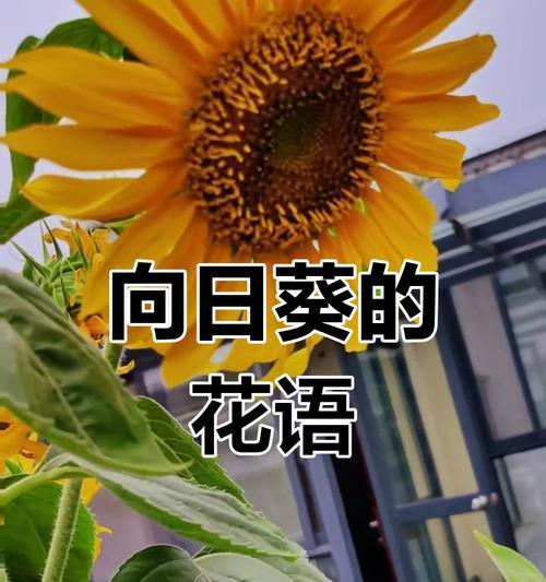 向日葵的花语简短含义是什么？