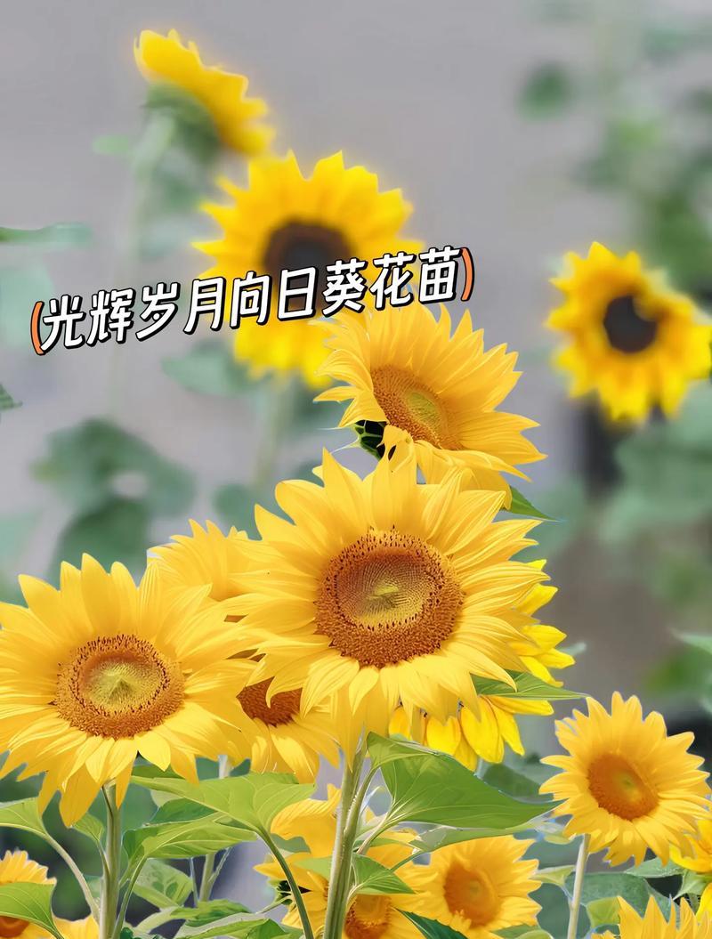 向日葵的花语简短含义是什么？