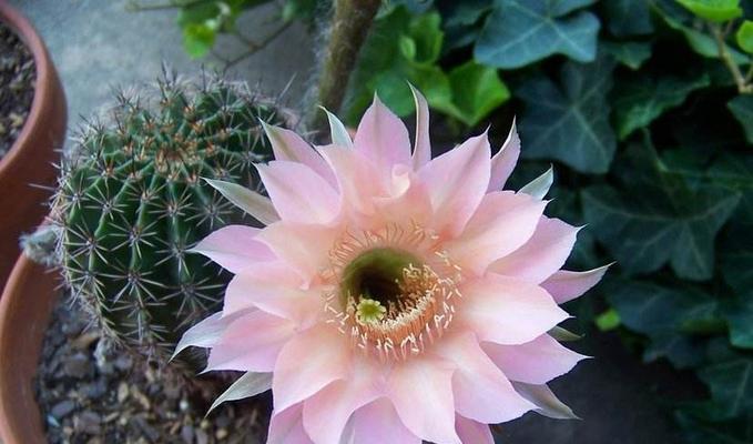 花语代表罪孽的句子是什么？罪孽花语有哪些表达方式？