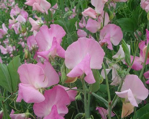 豌豆花的完整花语是什么？它在植物界中象征着什么？