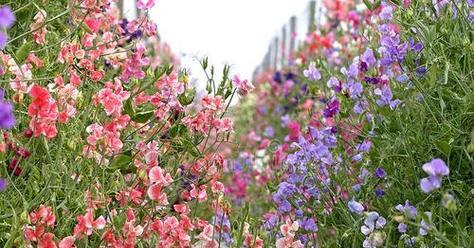 豌豆花的完整花语是什么？它在植物界中象征着什么？