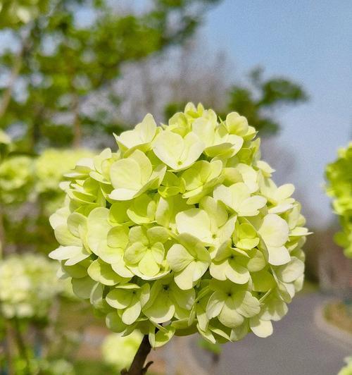 有关花语为热爱的花语是什么？哪些花代表热爱之情？