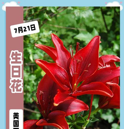 十二月五日生日的人花语是什么？
