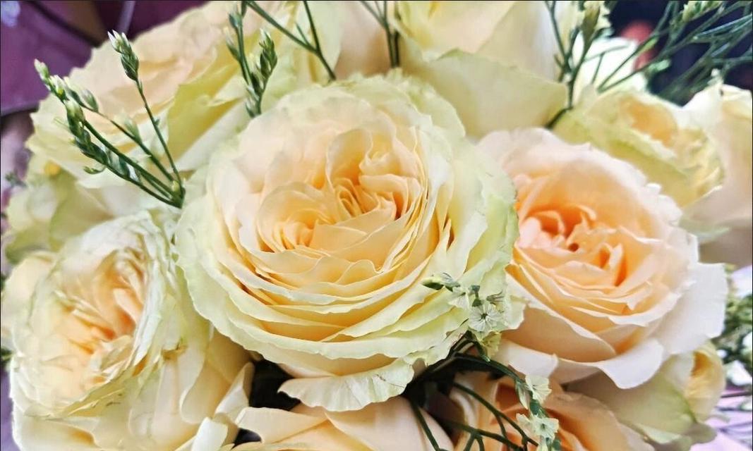 玫瑰香槟的颜色花语是什么意思？玫瑰香槟的花语颜色有何含义？