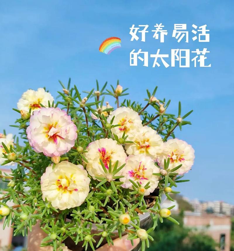 象征热烈的花语是什么？如何表达热情的爱意？