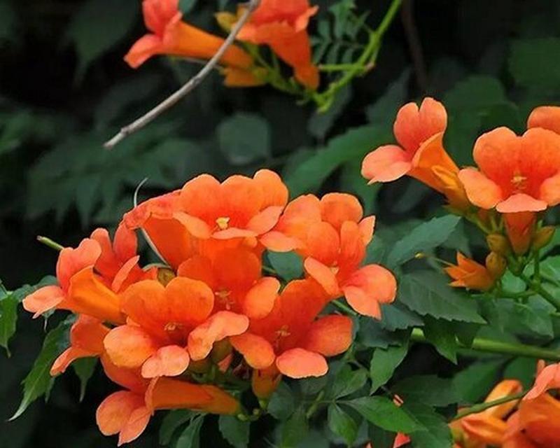 送男生花语有哪些寓意？如何挑选合适的花？