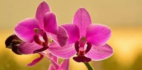 兰花象征着什么？兰花花语有哪些深层含义？
