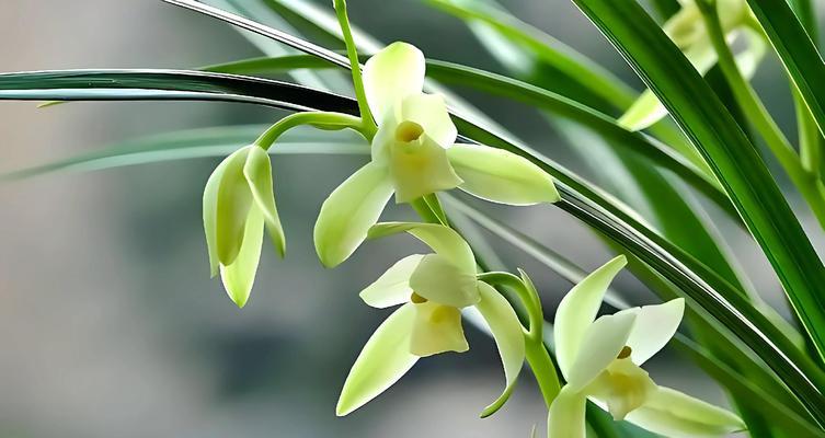 兰花象征着什么？兰花花语有哪些深层含义？
