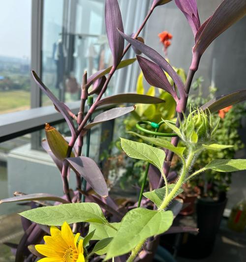 兰花象征着什么？兰花花语有哪些深层含义？