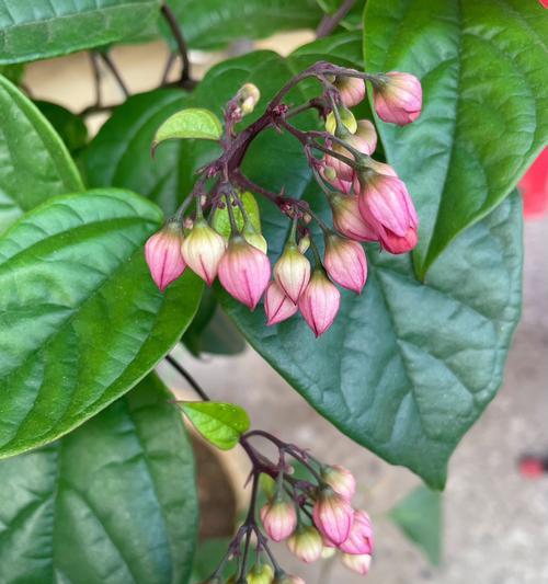 最靓的龙吐珠花语是什么？这种花的花语有何独特之处？