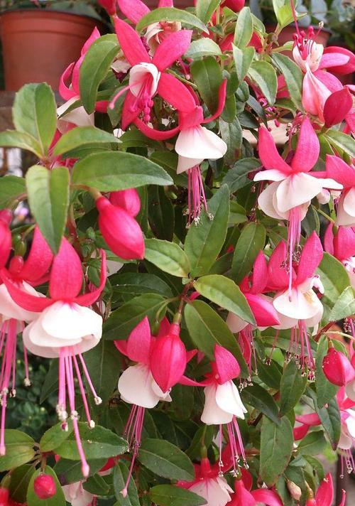 最靓的龙吐珠花语是什么？这种花的花语有何独特之处？