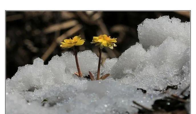 带冰字的花语是什么意思？它象征着什么？