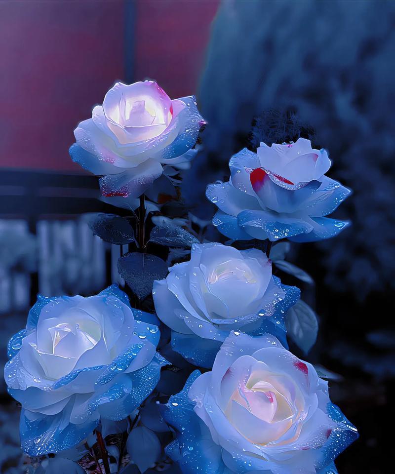 冰晶蓝玫瑰的寓意和花语是什么？