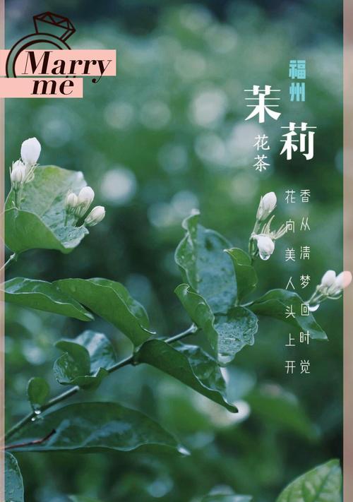 未开茉莉花的花语有何含义？