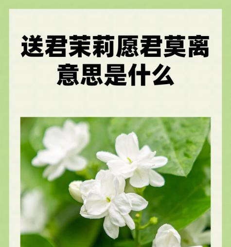 未开茉莉花的花语有何含义？