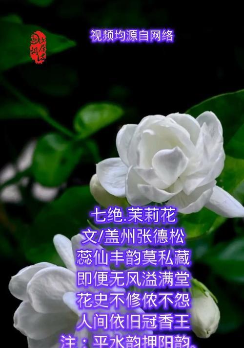 未开茉莉花的花语有何含义？