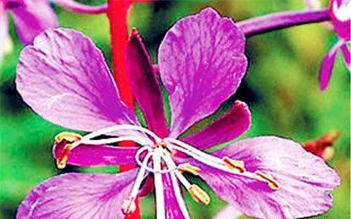 一月10日生日的花语是什么？