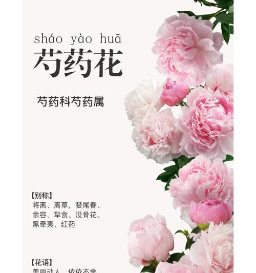 哪些常见花的花语最动人？