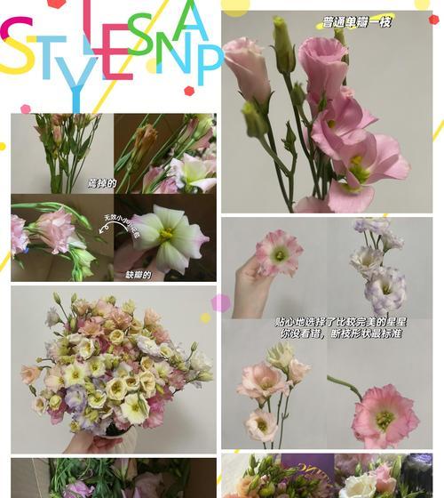 蓝星花与洋桔梗花语有何不同？