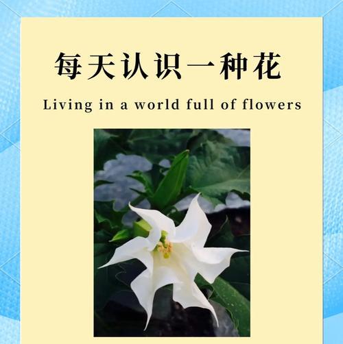 什么花语是神秘？哪种花的花语最难以捉摸？