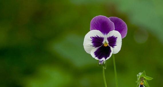 什么花语是神秘？哪种花的花语最难以捉摸？