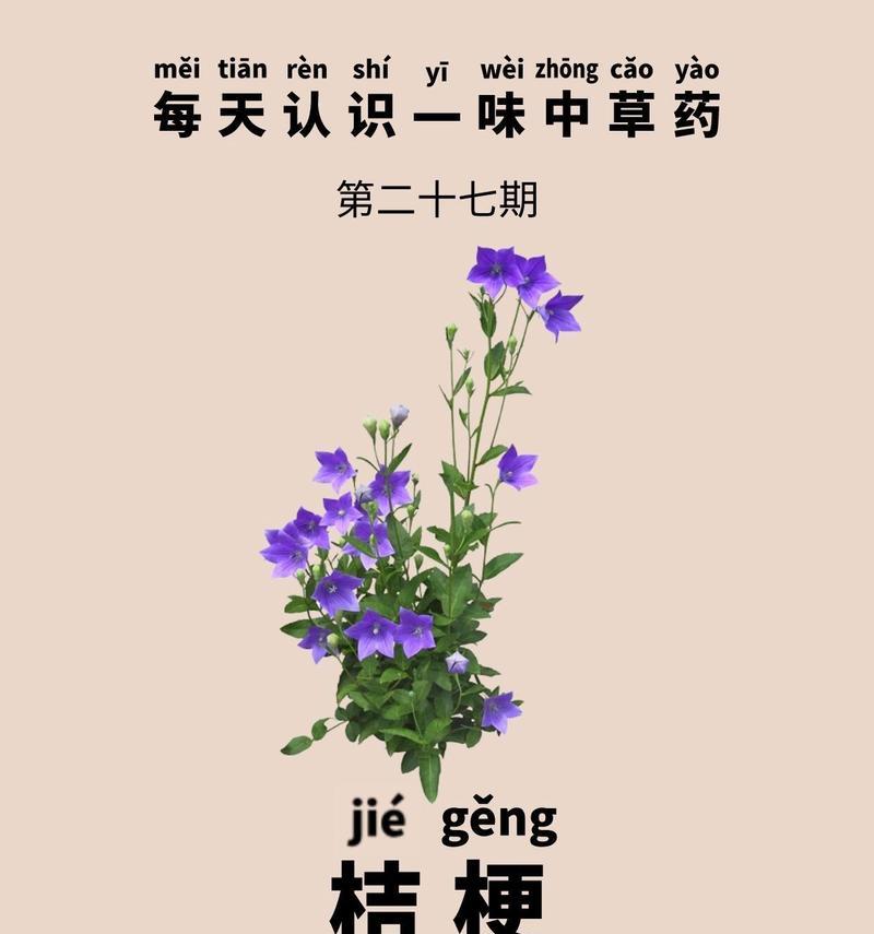 粉桔梗的花语寓意是什么？它的象征意义有哪些？