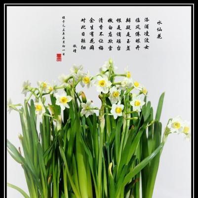 水仙花的花语寓意有哪些？