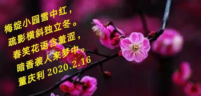 雪中红玫瑰花寓意什么含义？它在花语中承载了哪些情感？