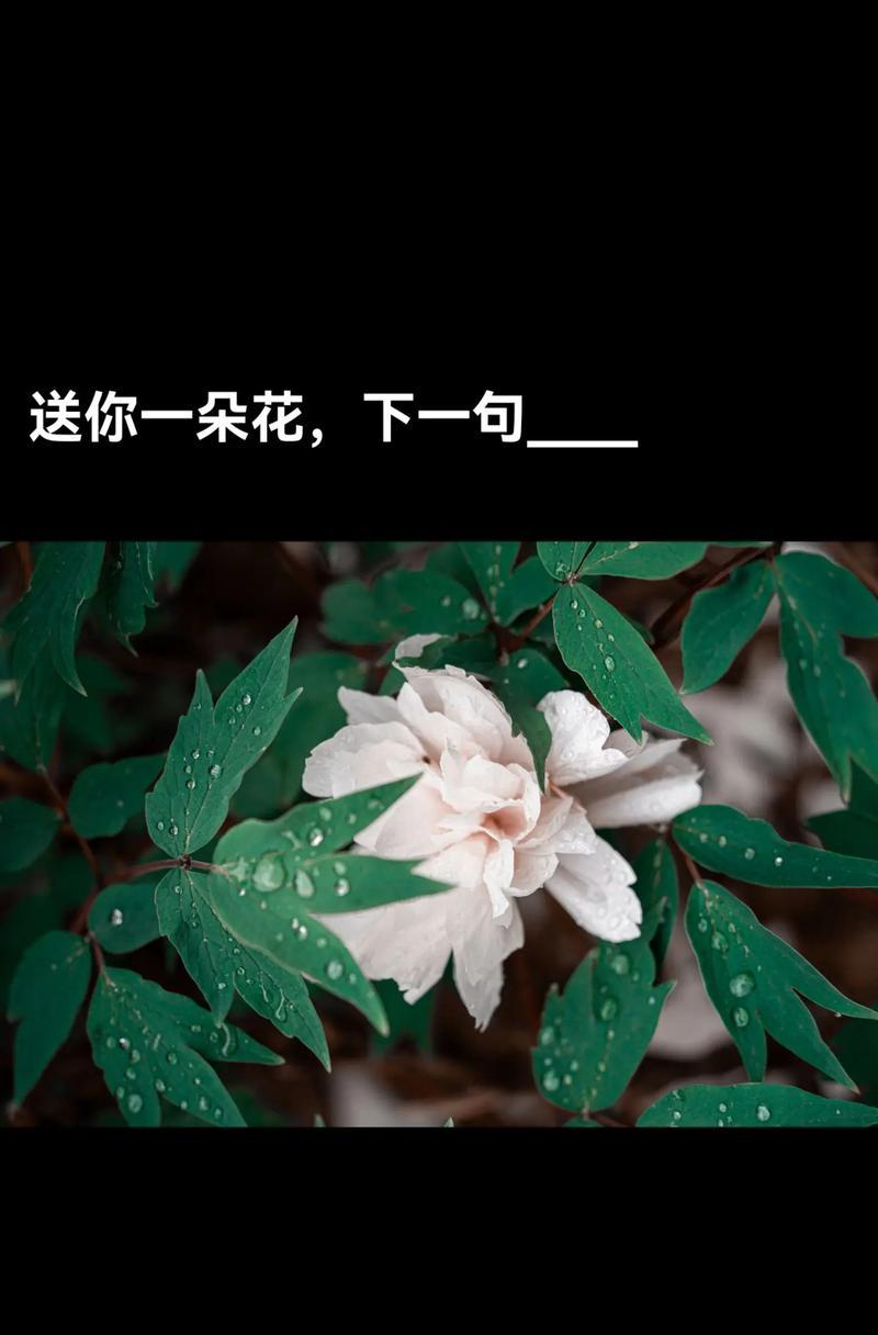 美丽到失语的花语有何深意？
