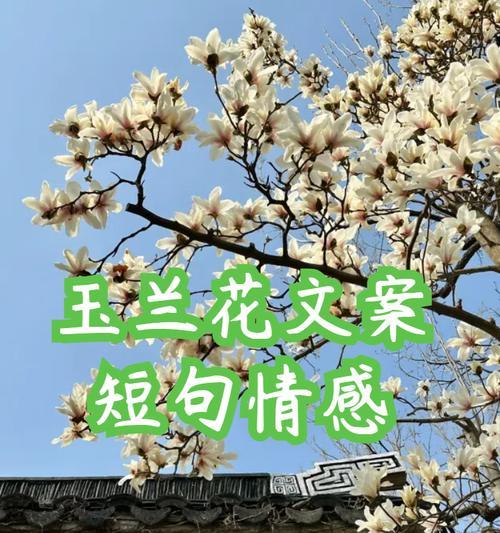 美丽到失语的花语有何深意？