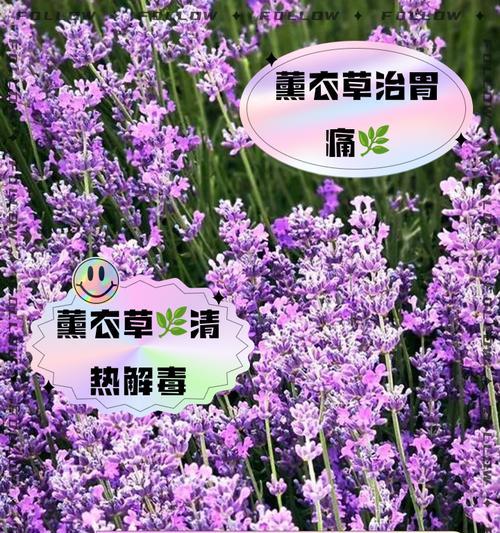 熏衣草花语是什么？它代表了哪些浪漫含义？