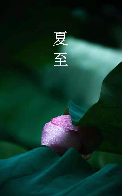 二十朵花在节气中代表什么？节气花语有哪些？