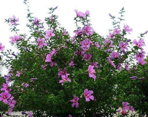 过年时低调的花语有何寓意？