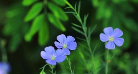 过年时低调的花语有何寓意？