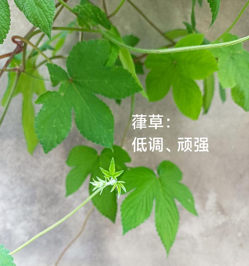 过年时低调的花语有何寓意？