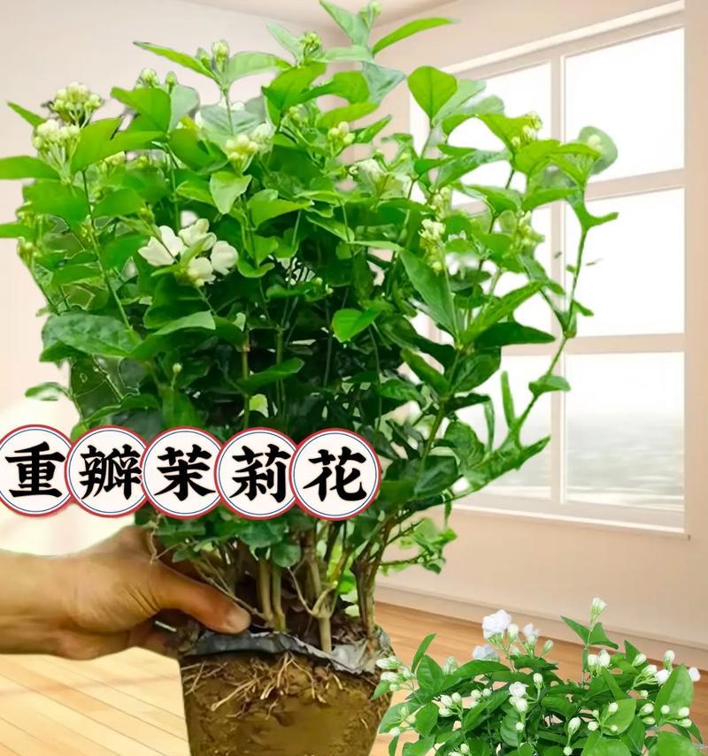 茉莉花配哪种花最合适？各自的花语是什么？