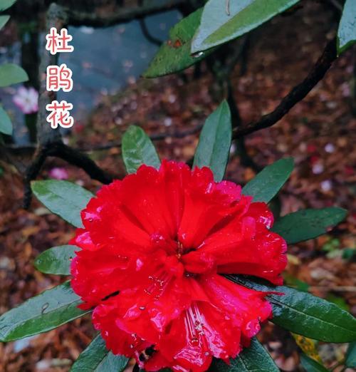 簕杜鹃的象征意义是什么？