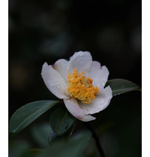木茶花的花语是什么？它象征着什么？