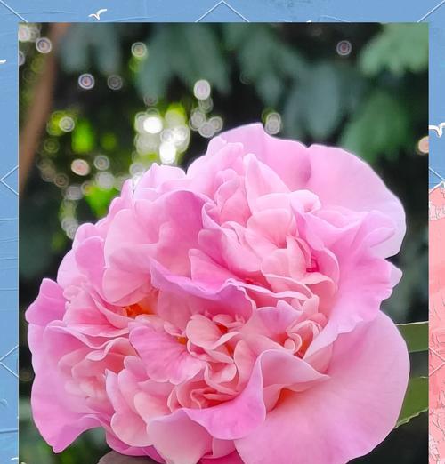 木茶花的花语是什么？它象征着什么？