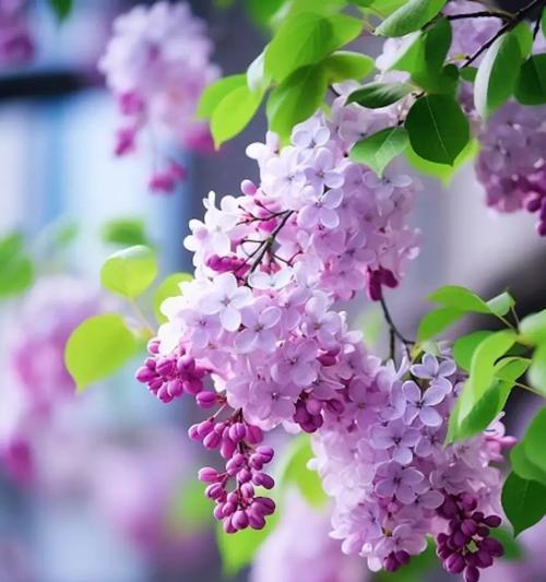 爱情的花代表什么？不同花朵的花语有何不同？